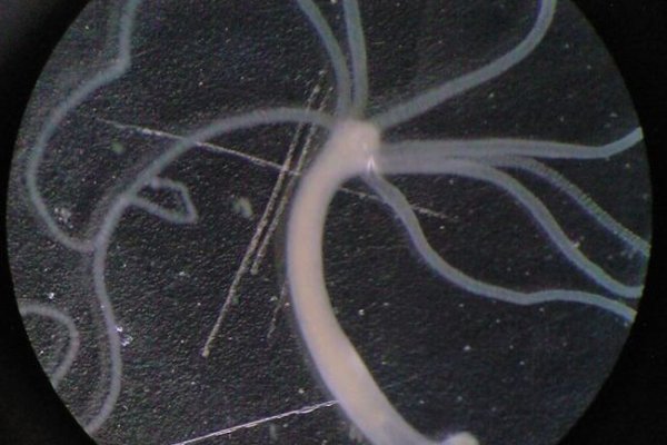 Kraken ссылка krakentor site