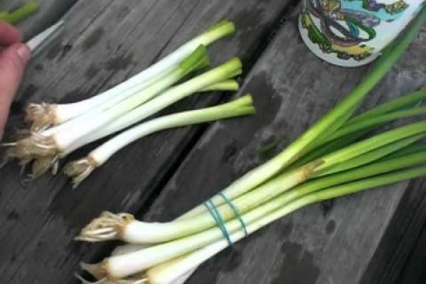 Кракен зеркало рабочее onion