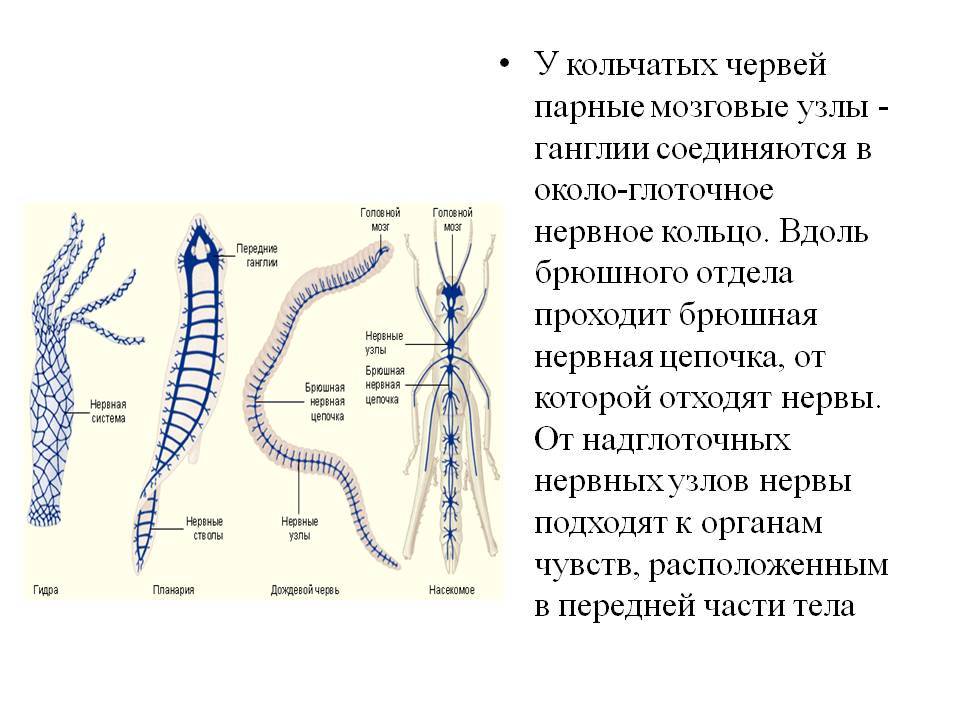 Как зайти на кракен тор